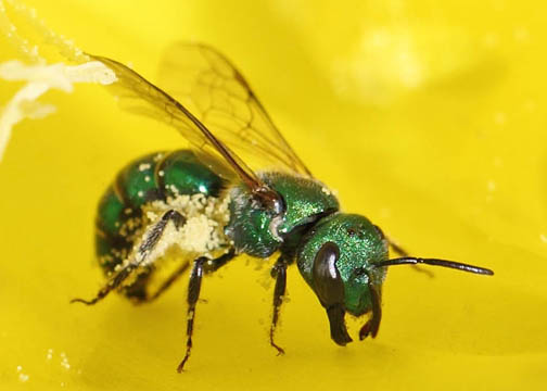 Green metalic bee